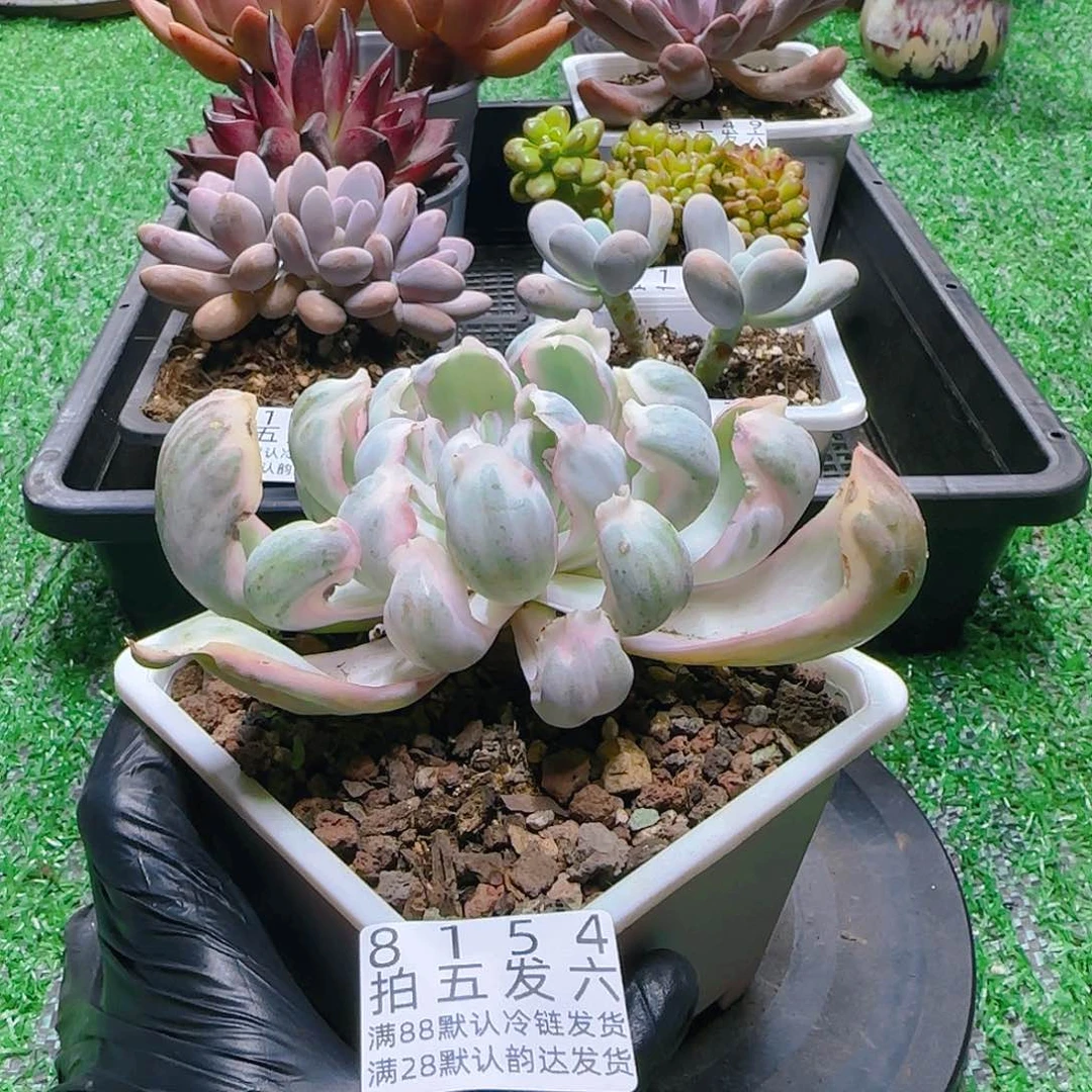 精品多肉编号8154