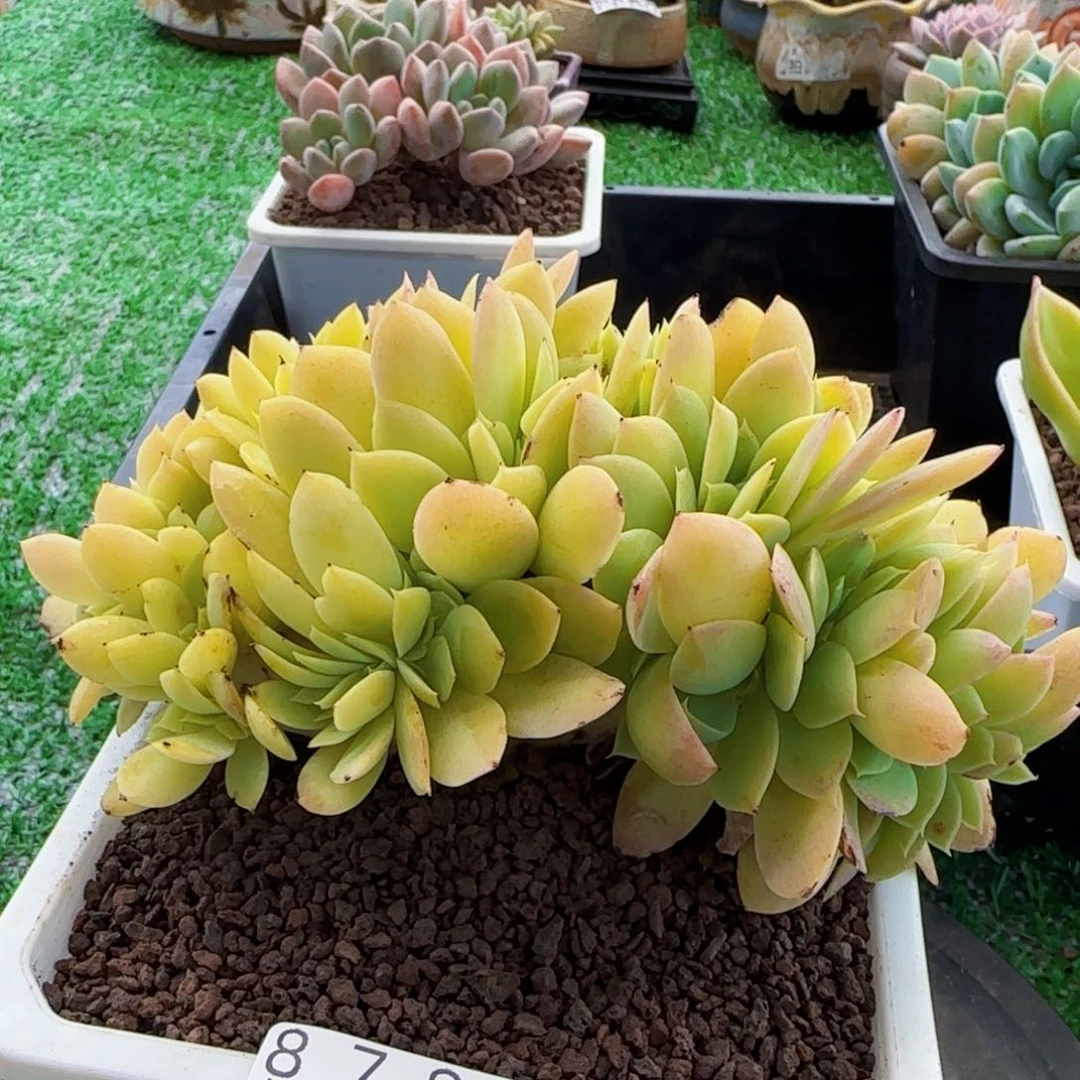 精品多肉编号8780