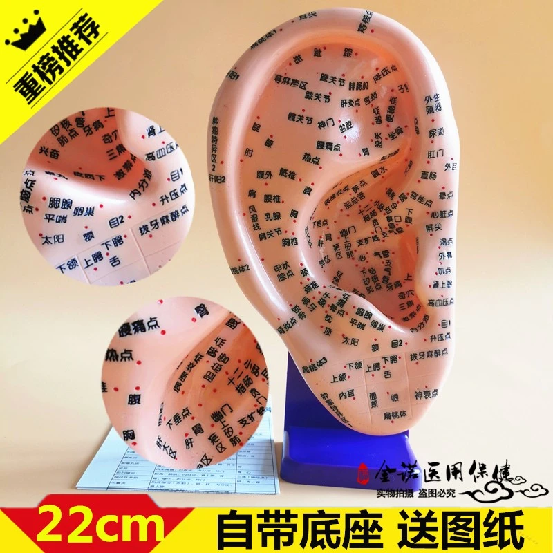 人体耳部穴位教学模型 耳穴反射区刻字耳朵穴位针灸耳穴教学模型