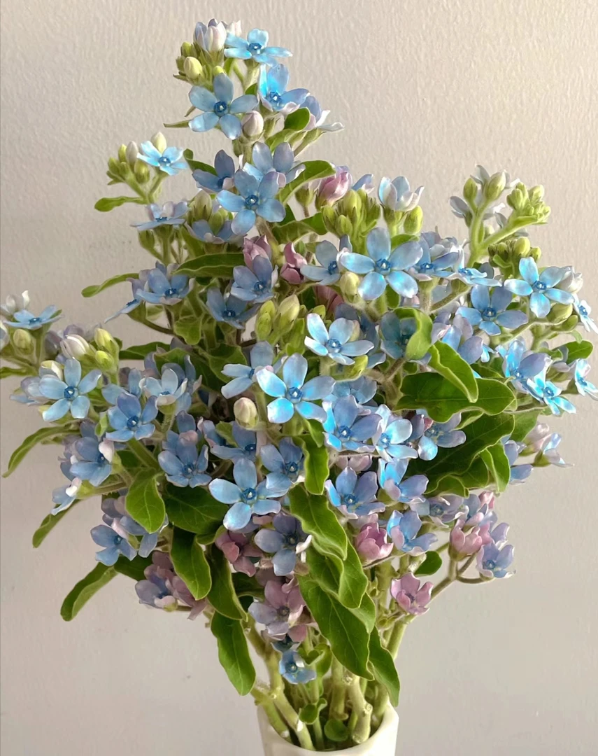 蓝星花鲜花家养鲜花昆明直发德邦物流两件包邮