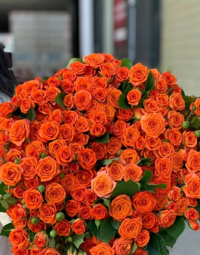 橙色芭比家养鲜花昆明直发德邦快递两单包邮