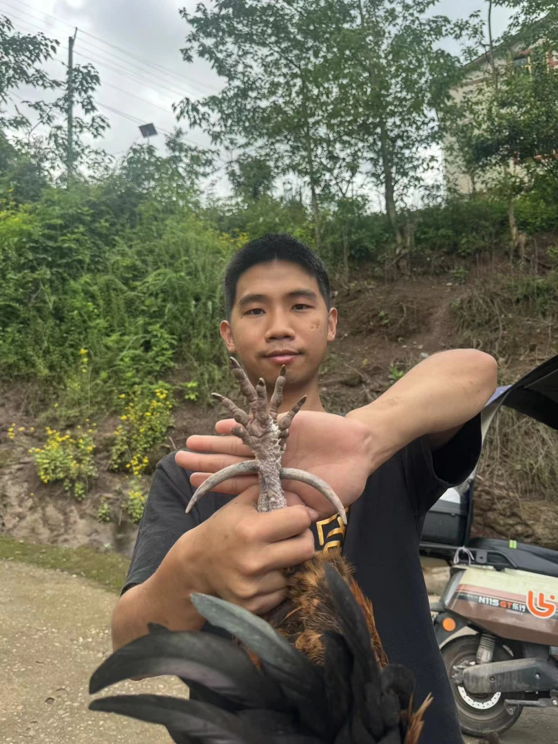 （小梁优选）农户散养老公鸡，宰杀干净，生鲜空运包邮