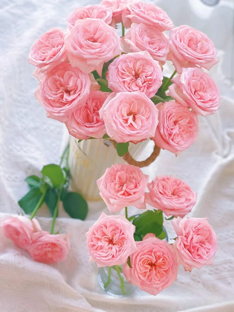 两单包邮！【粉荔枝】玫瑰花