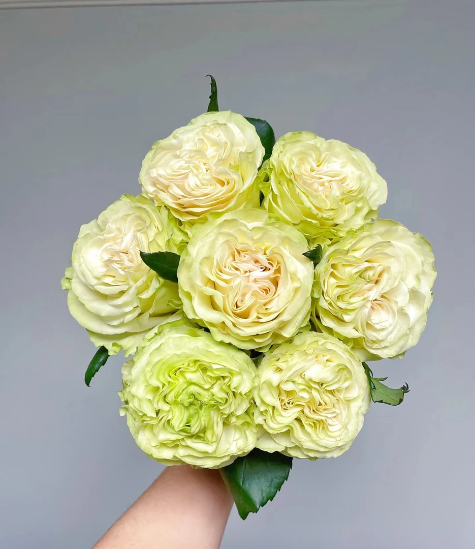 两单包邮！单头【琉璃翠白】玫瑰花