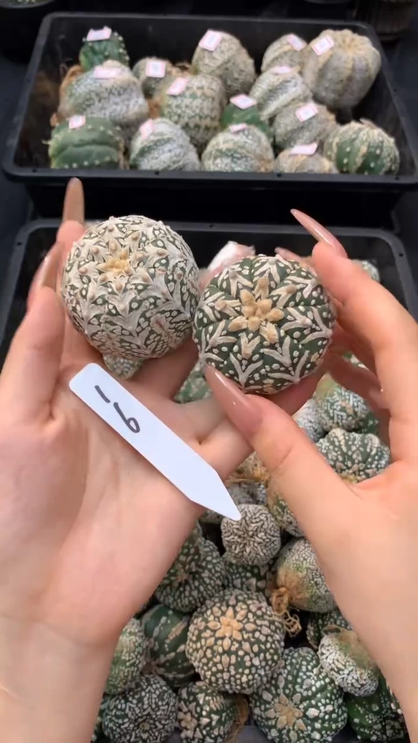 【闪购商品】兜兜16号