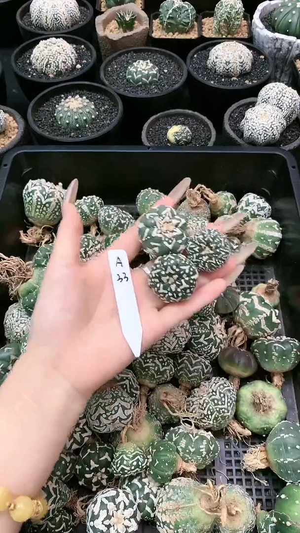 【闪购商品】三颗 A33