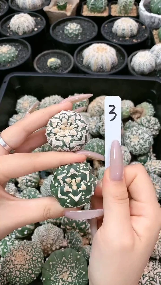 【闪购商品】生长纹兜兜 3号