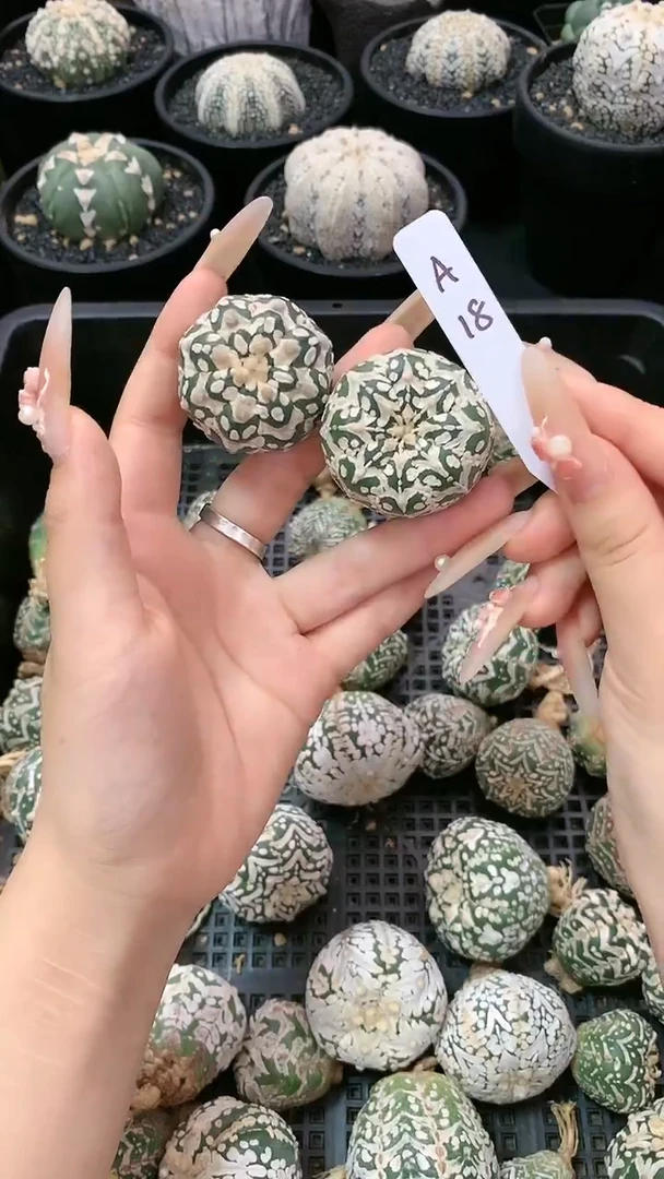 【闪购商品】生长纹两颗 A18