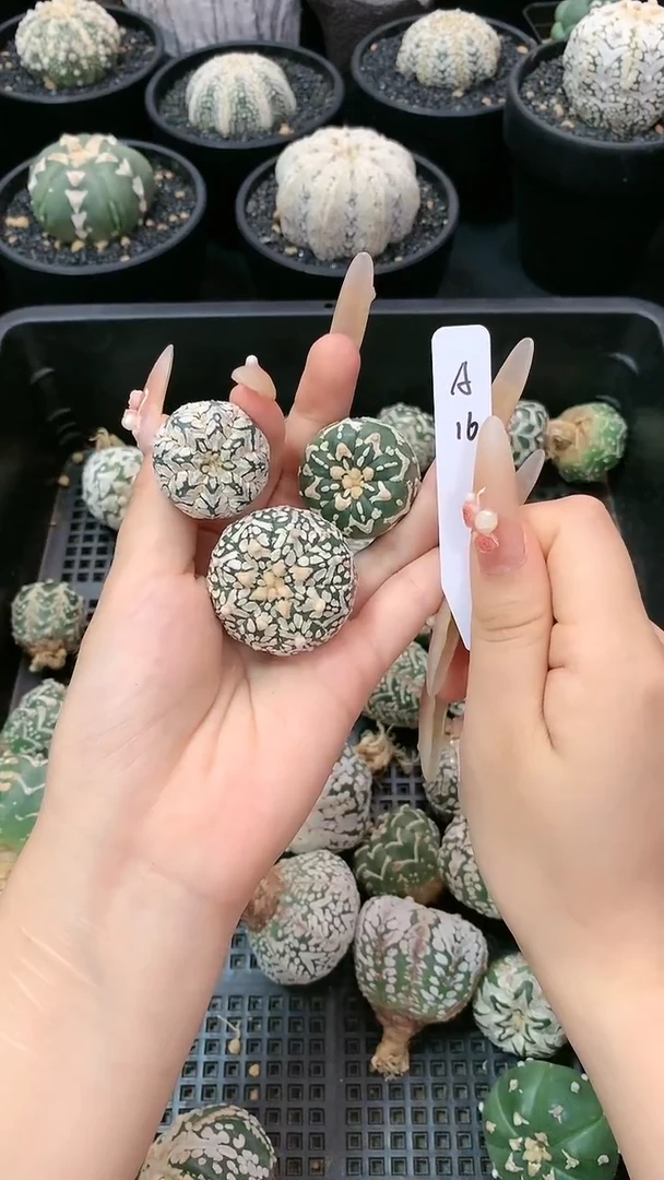 【闪购商品】生长纹三颗A16