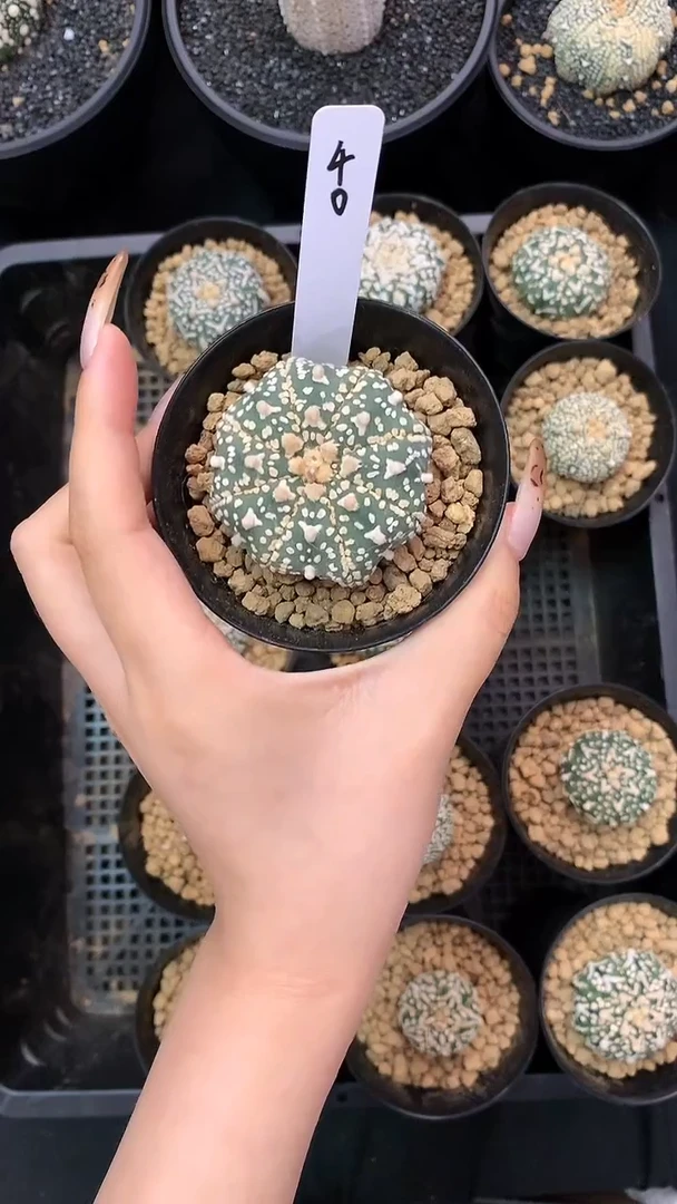 【闪购商品】兜40号