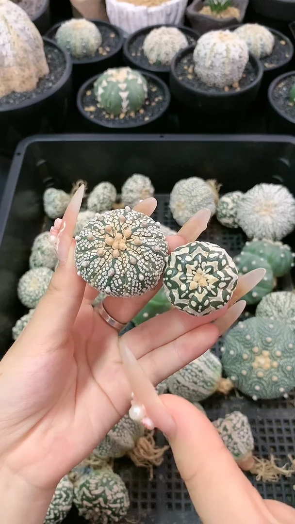 【闪购商品】生长纹两颗  18号