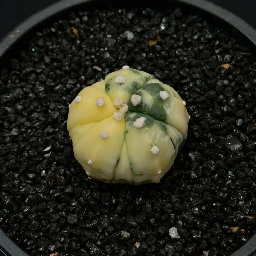 星兜兜锦星球属懒人植物