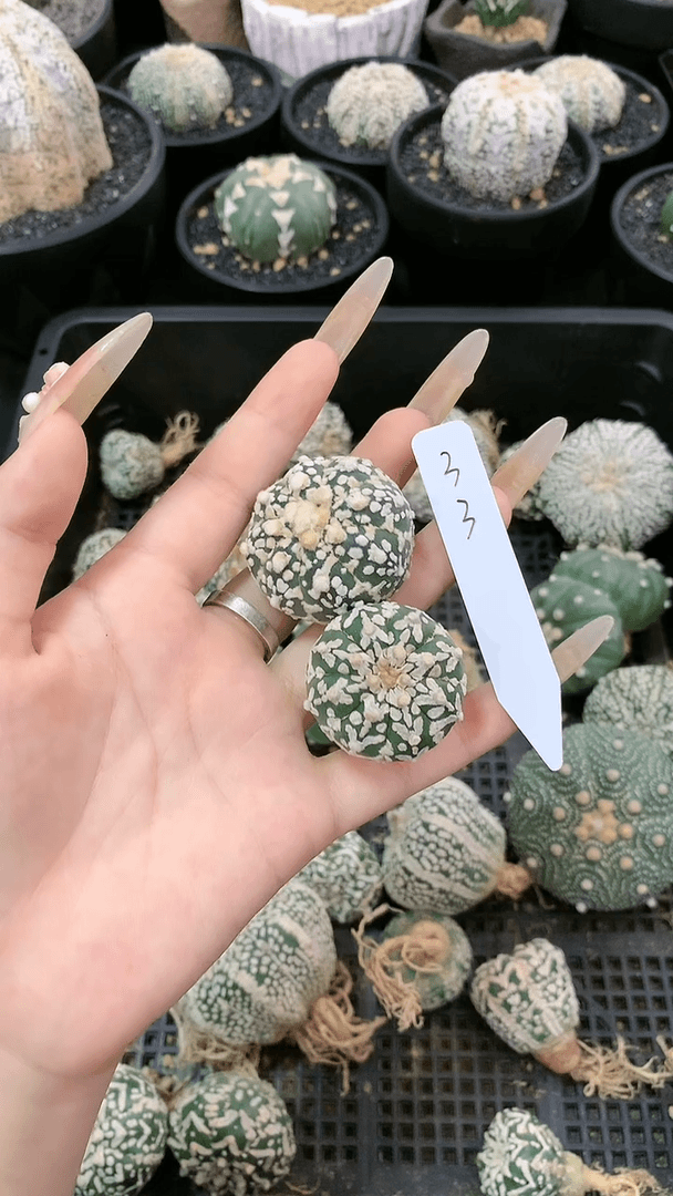 【闪购商品】两颗兜 33号