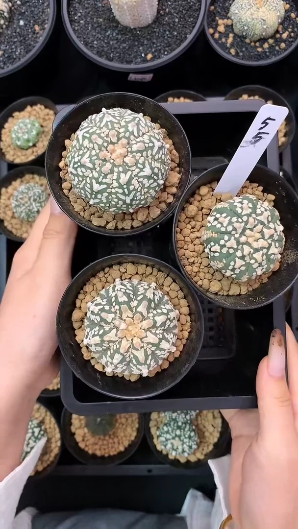 【闪购商品】兜兜兜55号