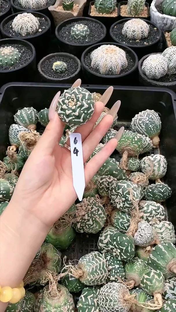 【闪购商品】64号一颗