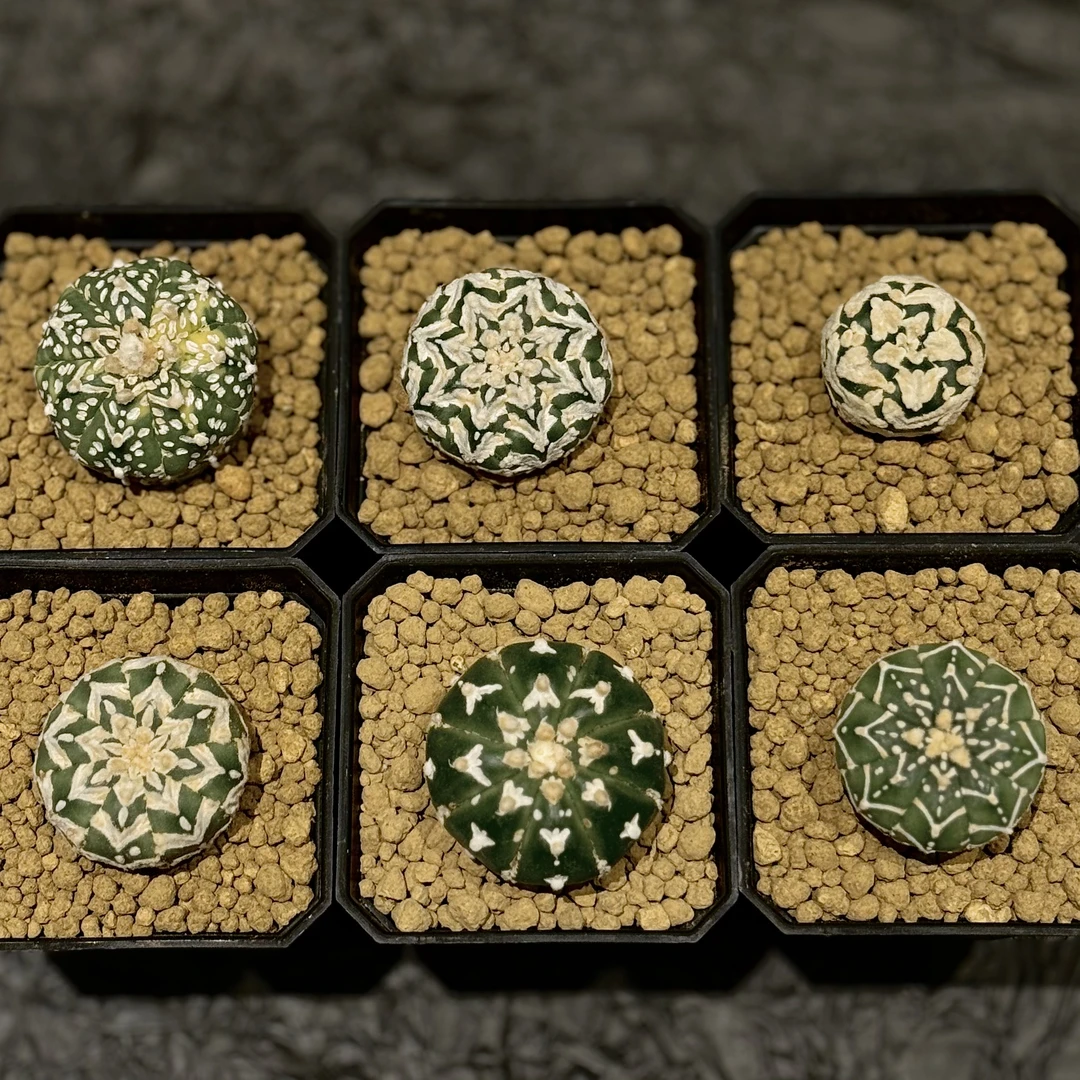 (C)星兜仙人球懒人植物