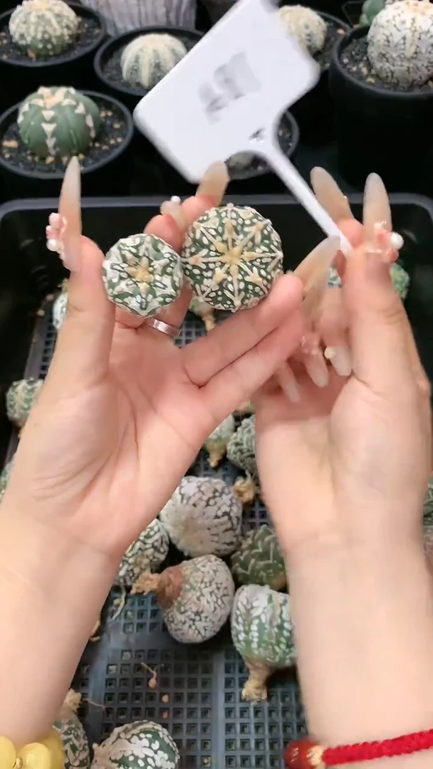 【闪购商品】生长纹两颗