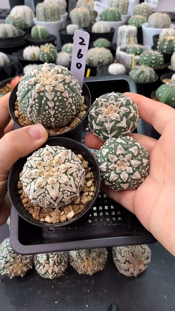 【闪购商品】实生四颗，260号