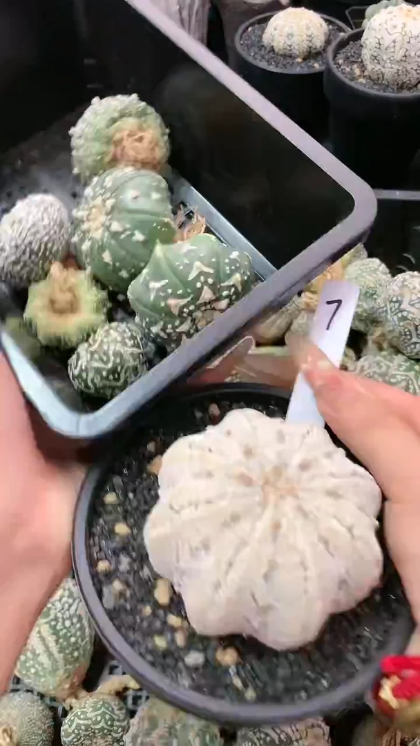 【闪购商品】高货兜6＋1