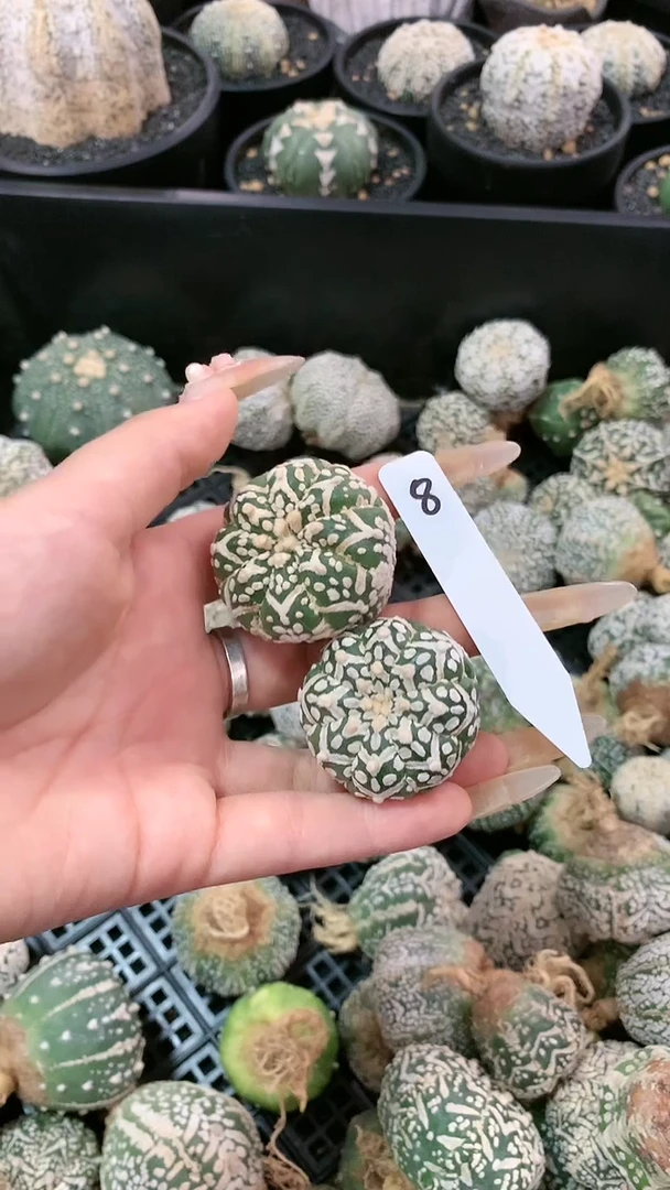 【闪购商品】8号两颗