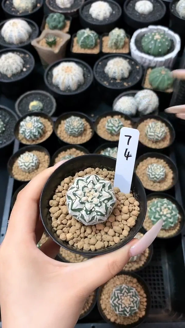 【闪购商品】高货一颗 74号
