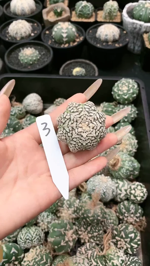 【闪购商品】高货 3号