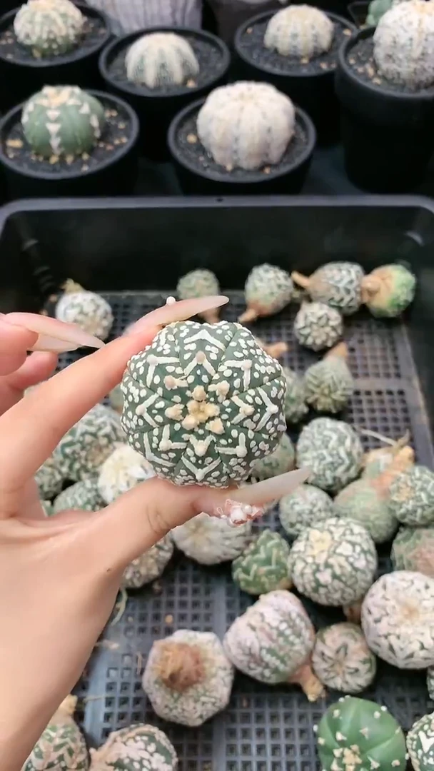 【闪购商品】生长纹B01