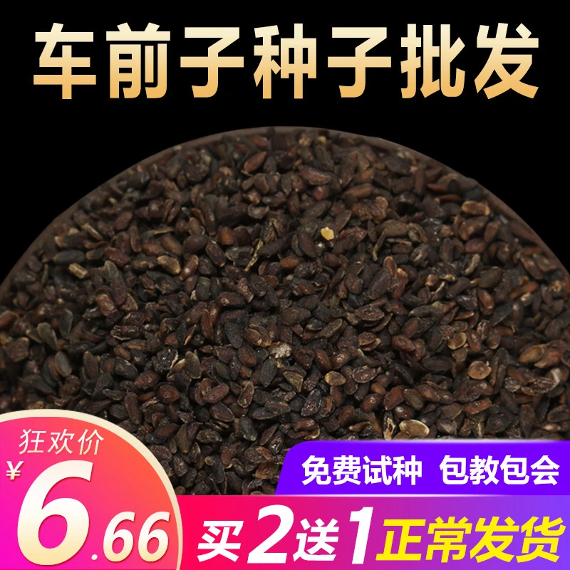 车前草种孑野生车前子种子500克四季播种阳台盆栽籽