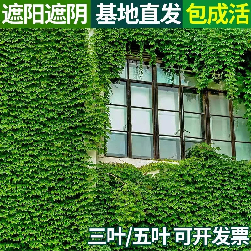 爬山虎籽种子爬藤植物四季庭院室外爬墙花卉藤蔓植物爬墙虎树苗