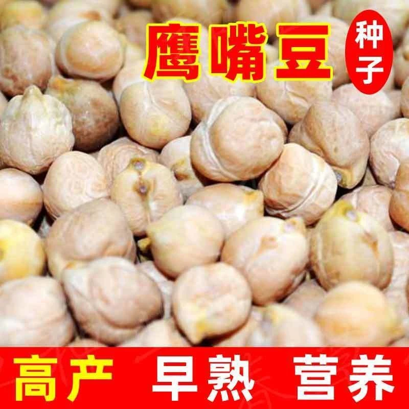 高产鹰嘴豆种子回鹘豆桃豆鸡豆诺胡提羊角状鹰嘴豆鹰咀豆种子大粒