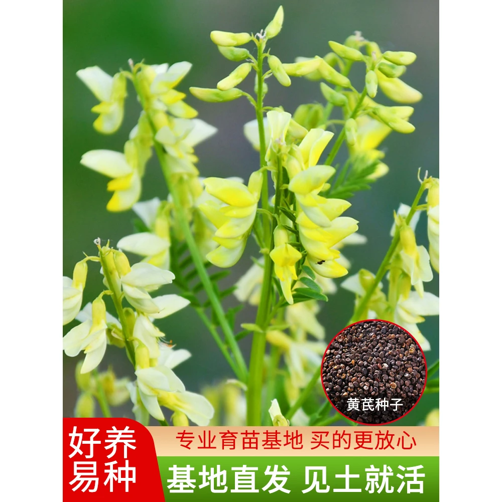 黄芪种子散装药材铁杆黄芪种籽棉芪黄氏种子四季播种种植饱满