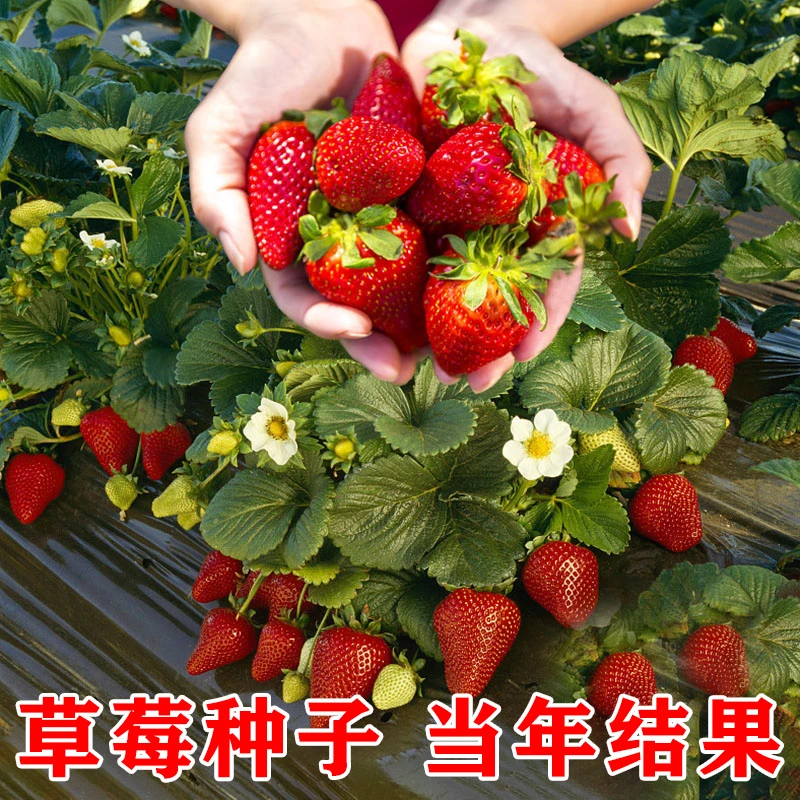丹东99四季奶油草莓种籽子孑四季结果好养易活室内外阳台水果盆栽