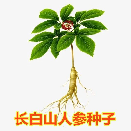 人参种子长白山野山参种子高丽参种籽滋补养生名贵药材草药种子苗