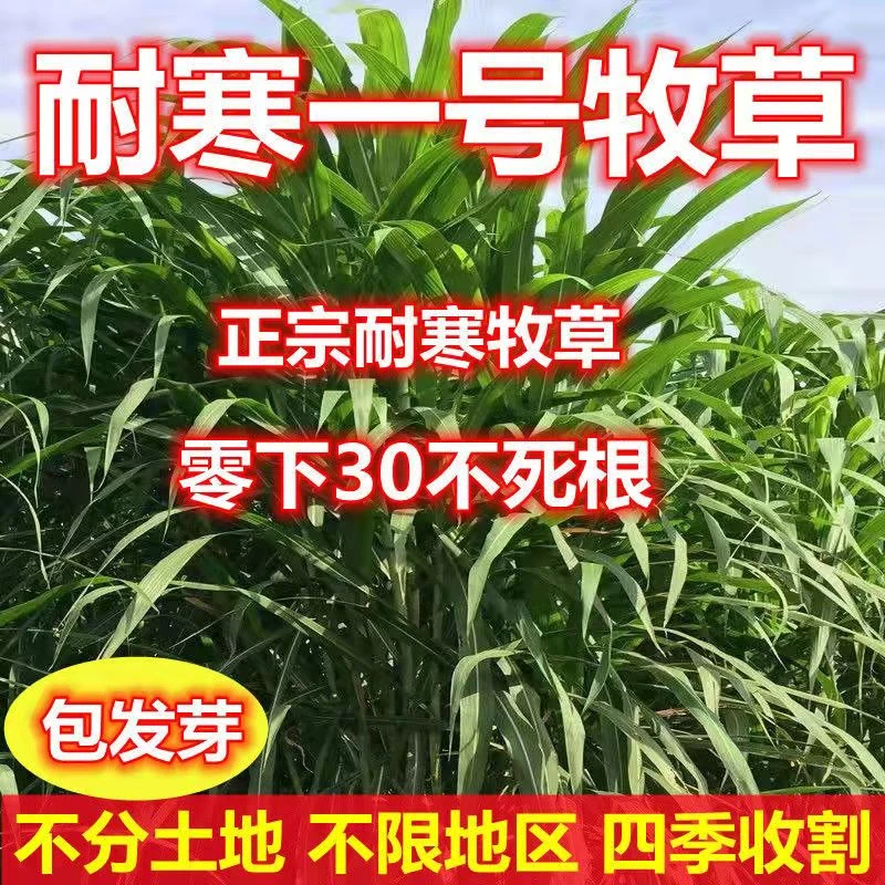 耐寒一号牧草种子多年生四季常青高产养殖牛羊鱼牧草畜牧草王种籽