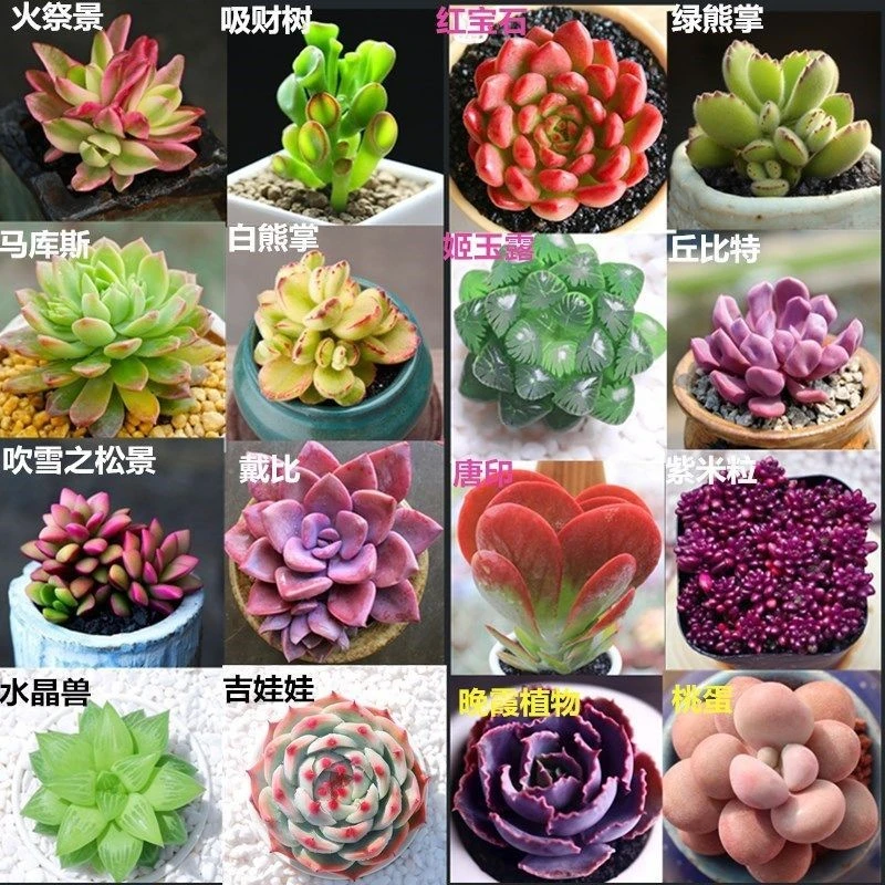 【多肉种子500粒】 迷你多肉植物种子多肉小兔种玉露石生花