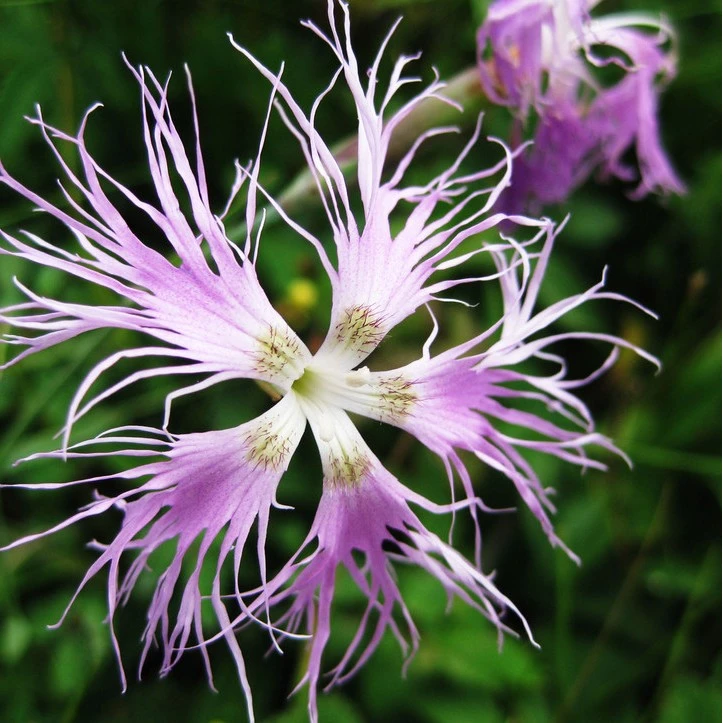 散装瞿麦种子  药材种子  野麦 石柱花 十样景花 巨麦