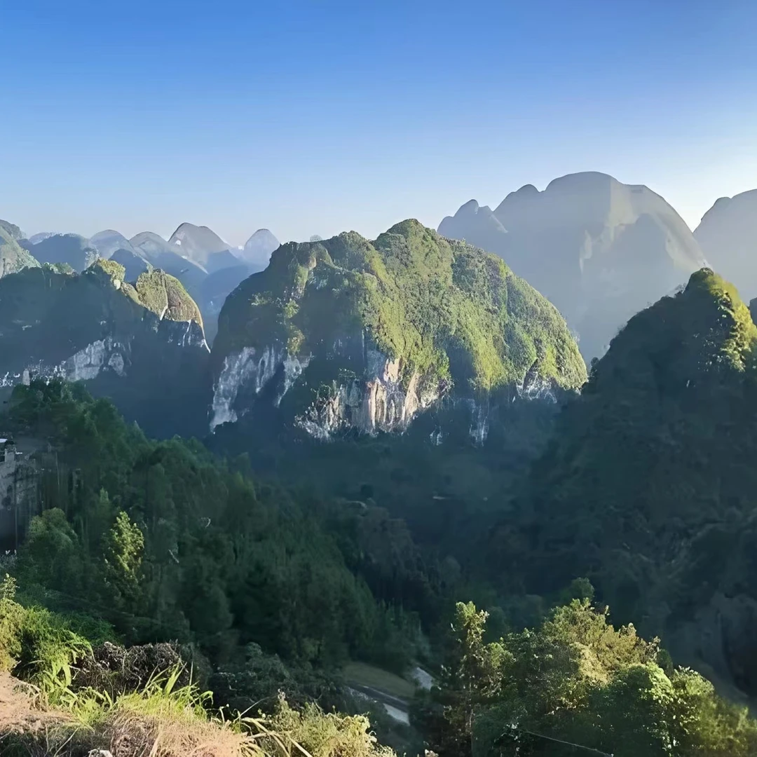 【爱媛】南北方庭院绿植室内外均可种植