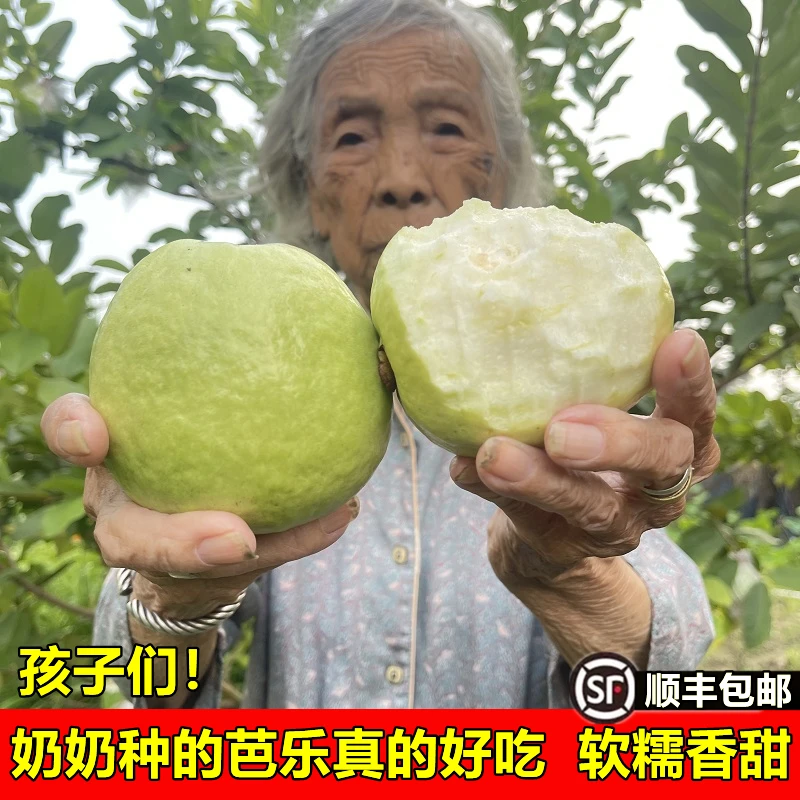 【奶奶自种】软心奶油芭乐软糯香甜新鲜水果白心番石榴大果顺丰包邮