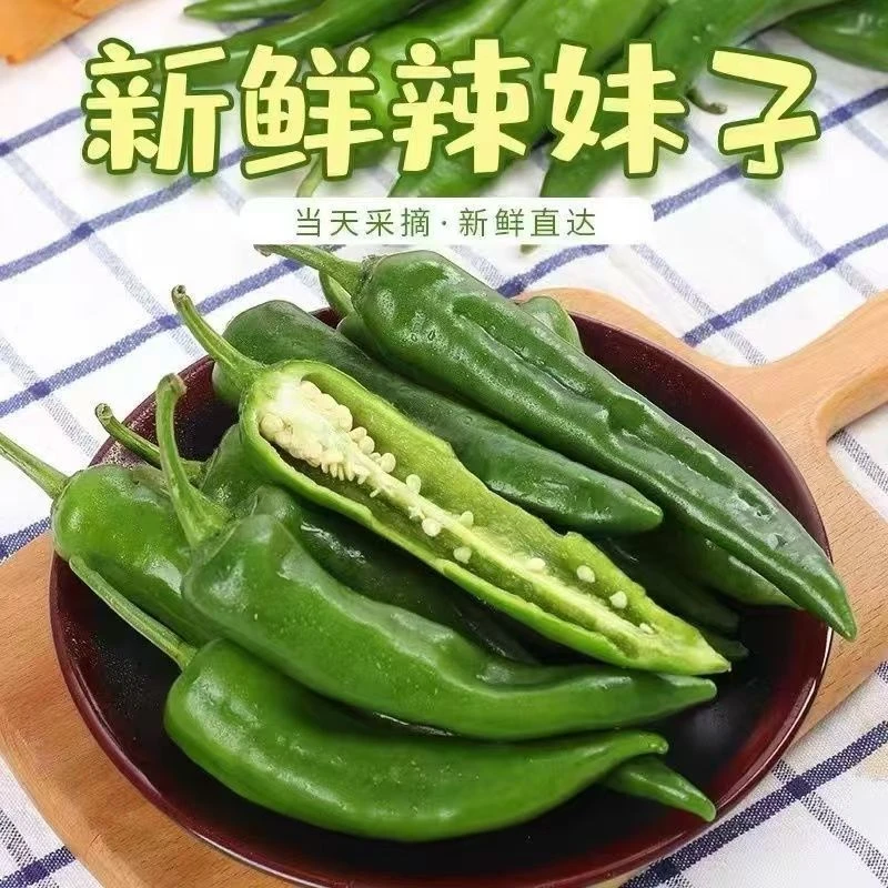 特辣辣椒香辣辣椒皮薄肉脆露天种植新鲜辣椒现采现发辣妹子青尖椒