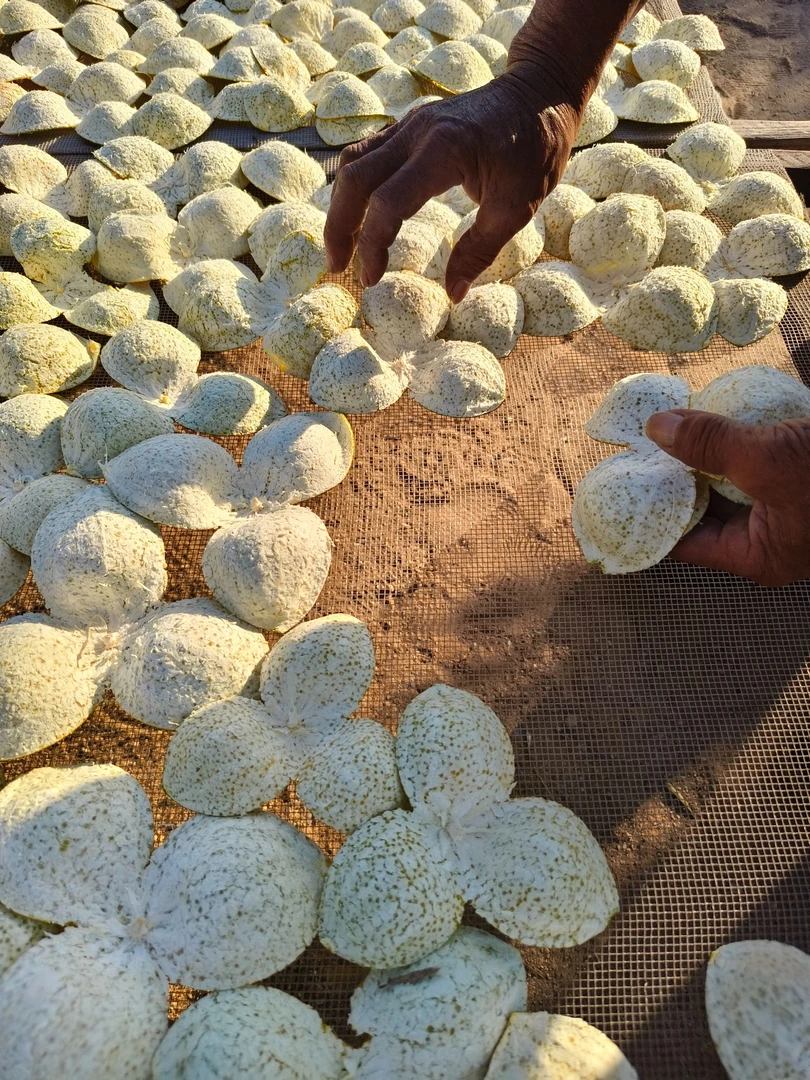 新会陈皮2024年核心产区七堡产区驳枝柑皮正宗陈皮茶