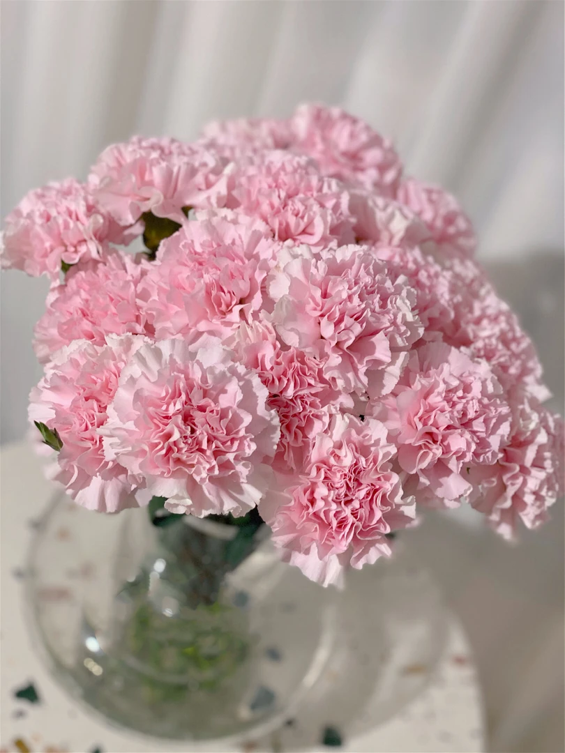 粉佳人康乃馨单头重瓣水培鲜花稀有