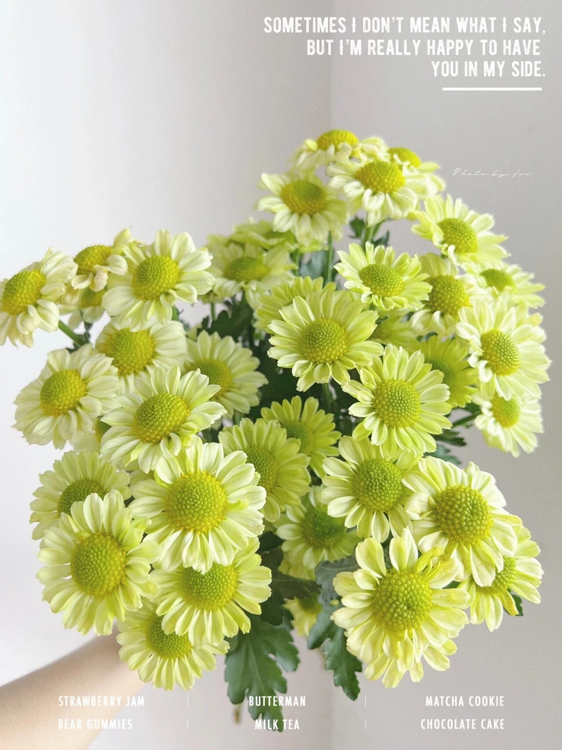 抹茶小菊绿色系夏日耐养水培花期长