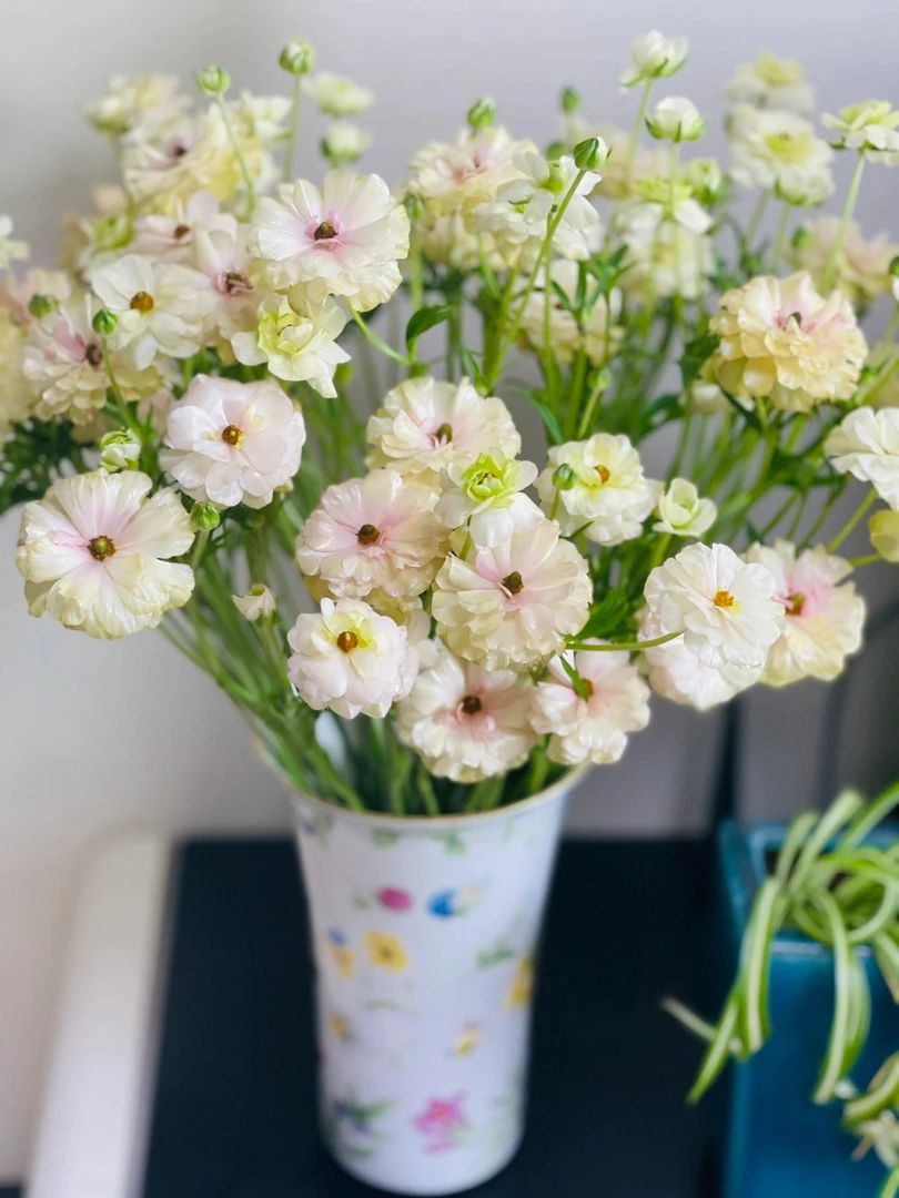 香槟色蝴蝶洋牡丹鲜花水培