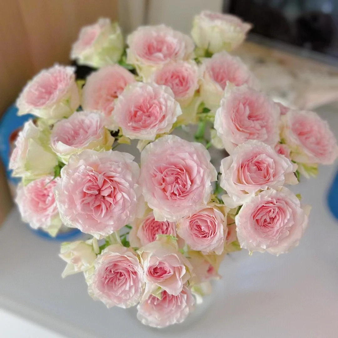 情迷罗拉玫瑰双色渐变尖瓣易开炸