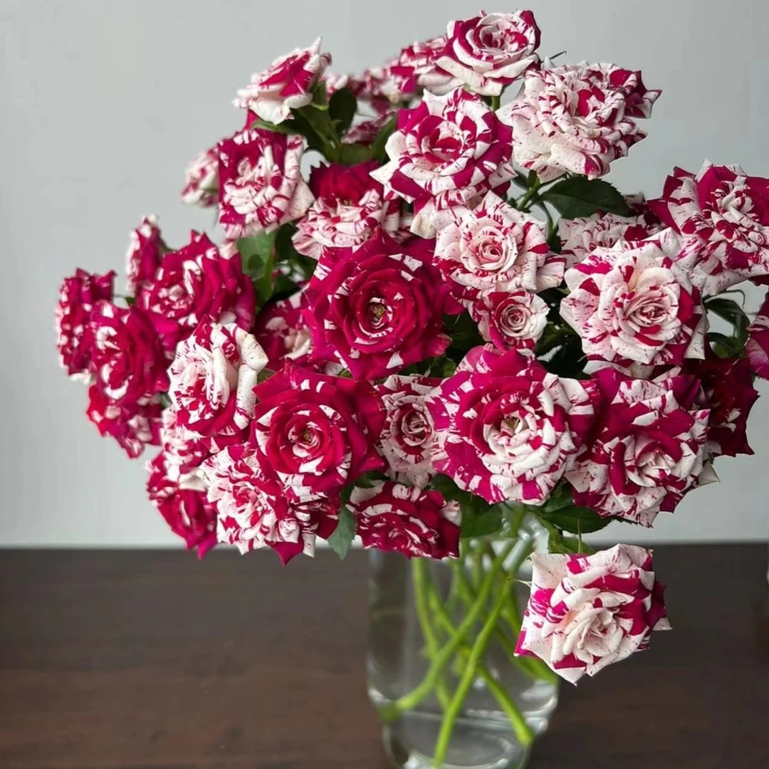 鸳鸯泡泡多头玫瑰双色系水培鲜花