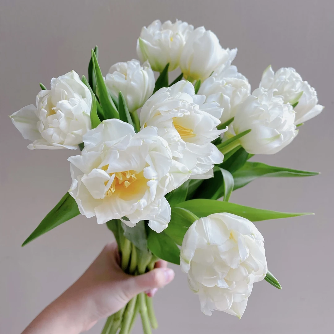 雪媚娘郁金香重瓣郁金香水培鲜花