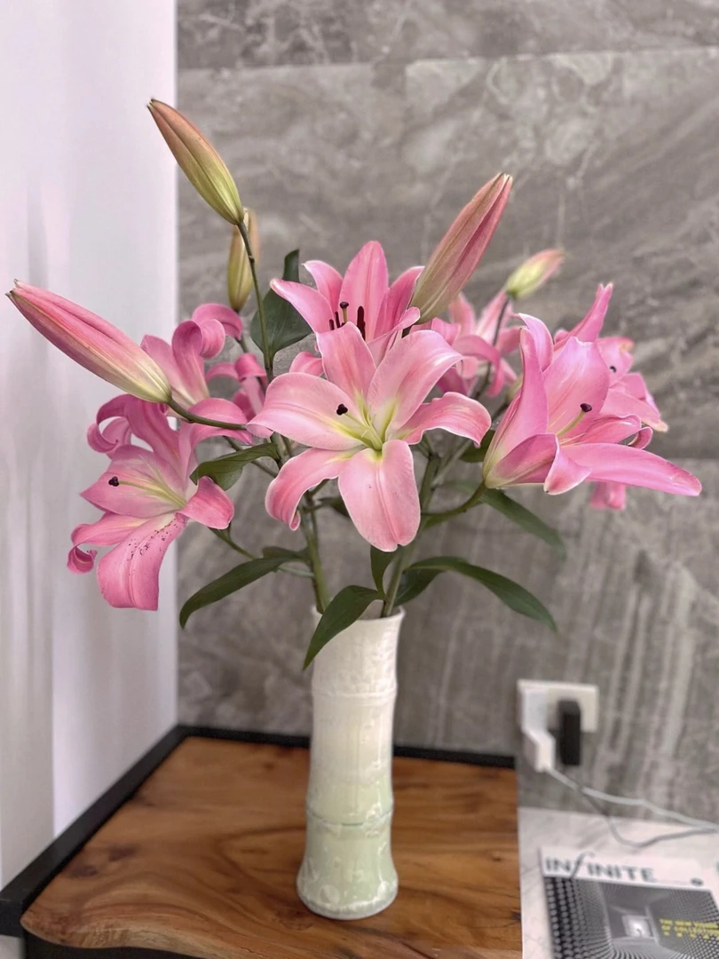 普拉芬多香水百合有香味水培鲜花