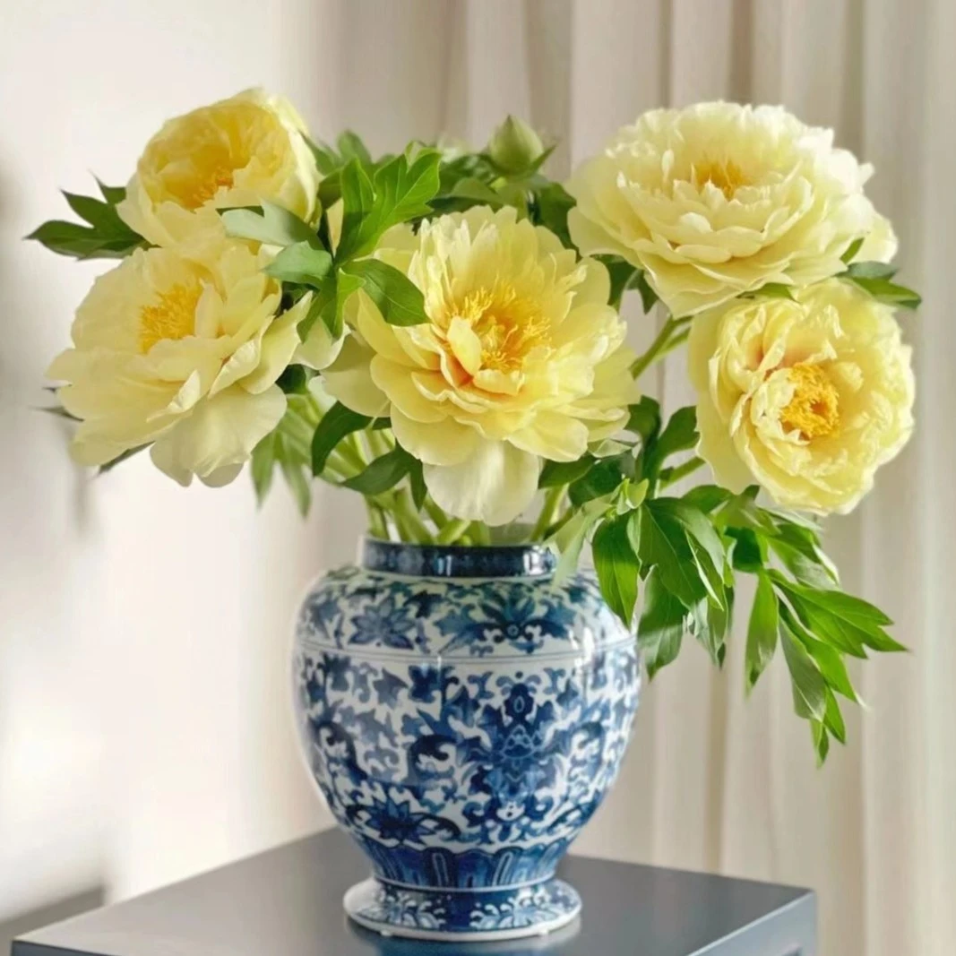 芭茨拉芍药-鲜花阴凉处养护怕热花期短斜剪根部直接插花瓶浅水位