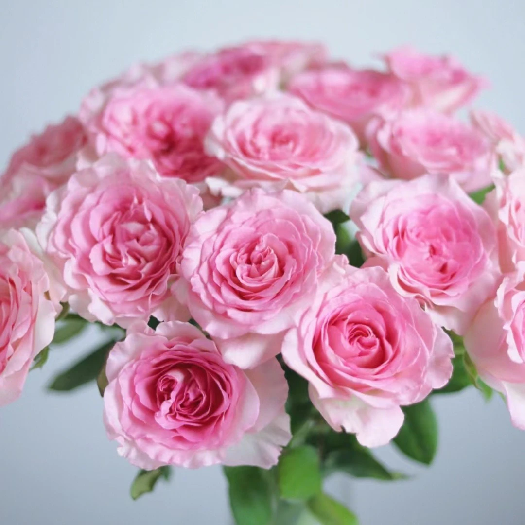 洛神单头玫瑰粉色渐变奥斯丁花型水培鲜花