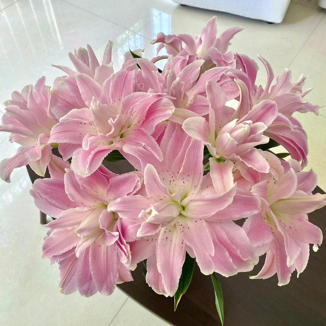 莲花雅致重瓣百合渐变粉色有香味